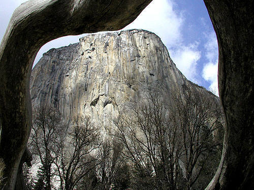 El Cap through a dead, fallen tree arch.<br>
The NPS has since burned up the arch in one of their "Controlled" burns.<br>
Photo by Blitzo.