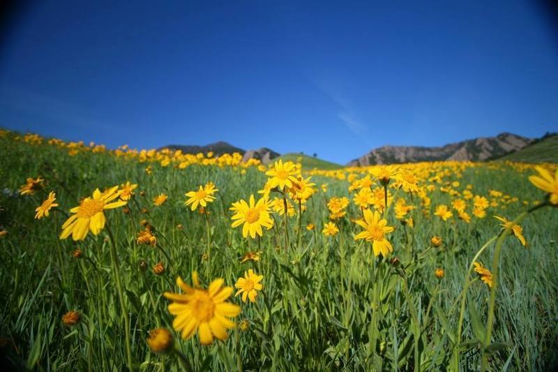 Flowers are a bloomin' on the way to Bear Canyon. Taken May 13, 2007.