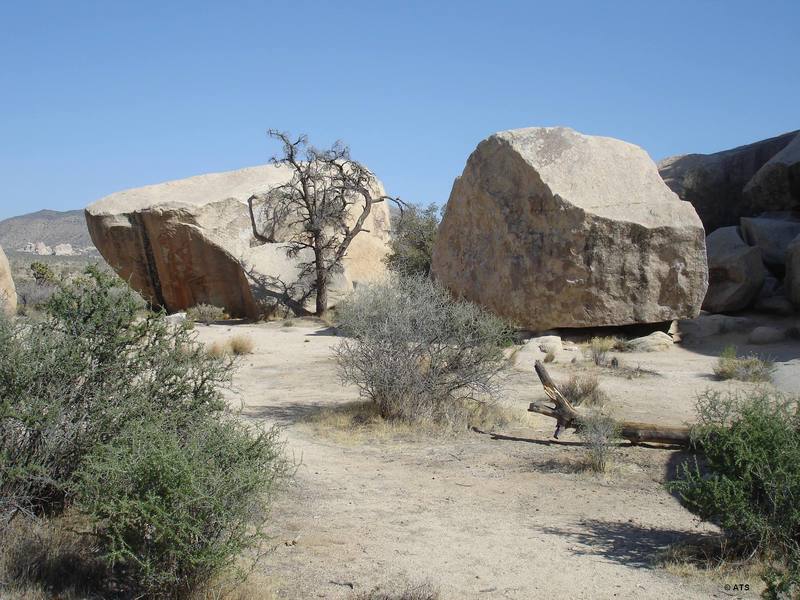JBMF (right) and False Up 20 (left, behind the tree)