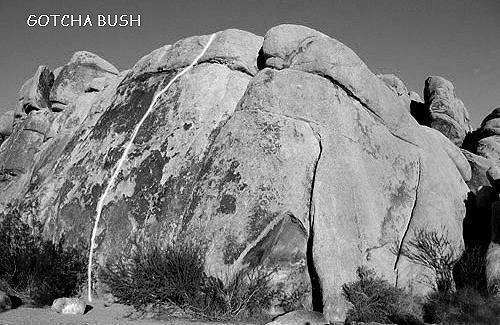 "Gotcha Bush".<br>
Photo by Blitzo.