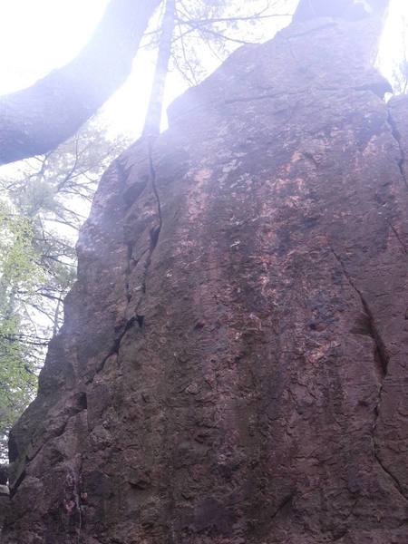 pine tree crack