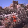 A Claret Cup cactus blooms in the Real Hidden Valley. 'The Wart' looms in the background. Photo by Tony Bubb, 4/2000.