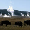 Grazers and geysers.<br>
Photo by Blitzo.