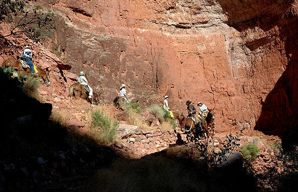 Modern Tourists take the mule train down the Bright Angel Trail.<br>
Photo by Blitzo.