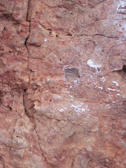 Can you tell me which bolt this brachiopod is next to..?