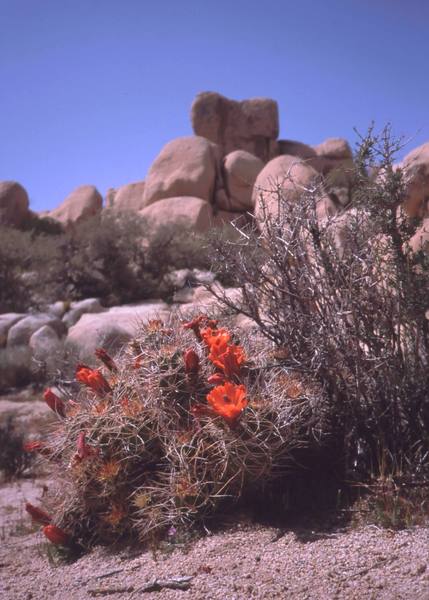 A Claret Cup cactus in the Real Hidden Valley, at J-tree. Photo by Tony Bubb, 2003.