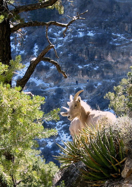 Bighorn near the trail. We were trying to find sport climbing routes...