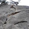 Above the crux on The Hernia (5.8, Suicide Rock)  Whew!<br>
<br>
photo by Tom Donnelly
