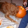 Shelby, full on with her head in the Pumpkin.Funny story, once Kelley and I finished carving our pumpkins kelley decided to put her pumpkin on the hearth of the fire place.  I told her that I didn't think that it was a good Idea.  Kelley didn't heed my warning and when we woke up the next morning the face of Kelley's pumpkin had been mysteriously ingested by one sneaky golden.