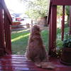 Shelby loved to sit on her deck and survey her backyard and surounding neighborhood.