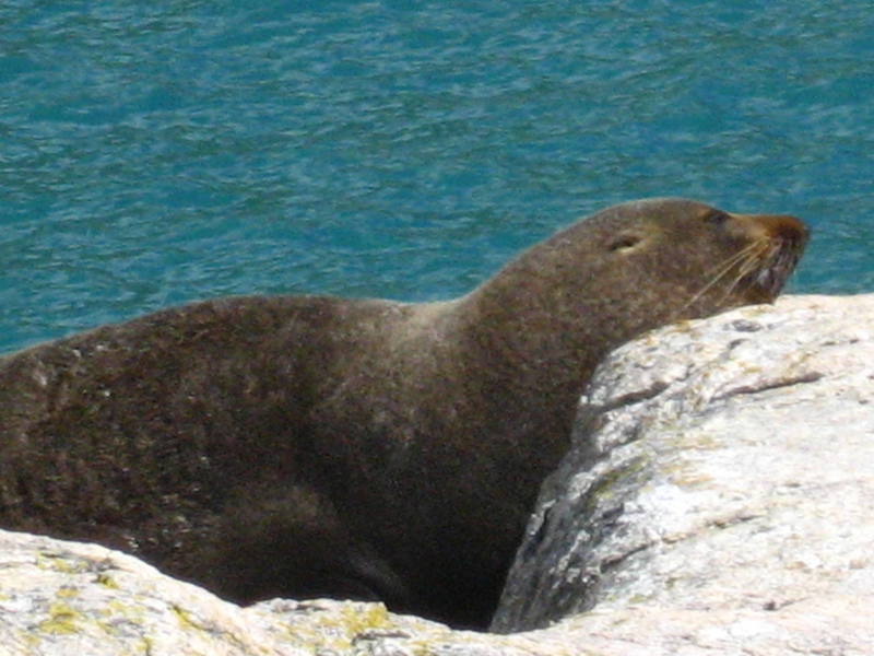 The local marine mammals seemed to enjoy the sun as much as we did on the Abel Tasman Coast Track. This fella weighed at least 300lbs and we ate lunch right next to him (fortunately he wasn't hungry).