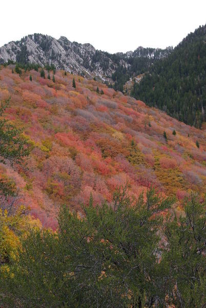 Big Willow trail in the fall. Officially this is where the trail goes through little willow.