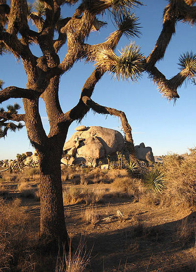 Joshua tree and Cap Rock.<br>
Photo by Blitzo.