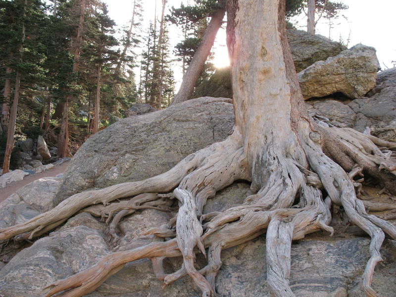 Ancient limber pine, Emerald Lake, RMNP.