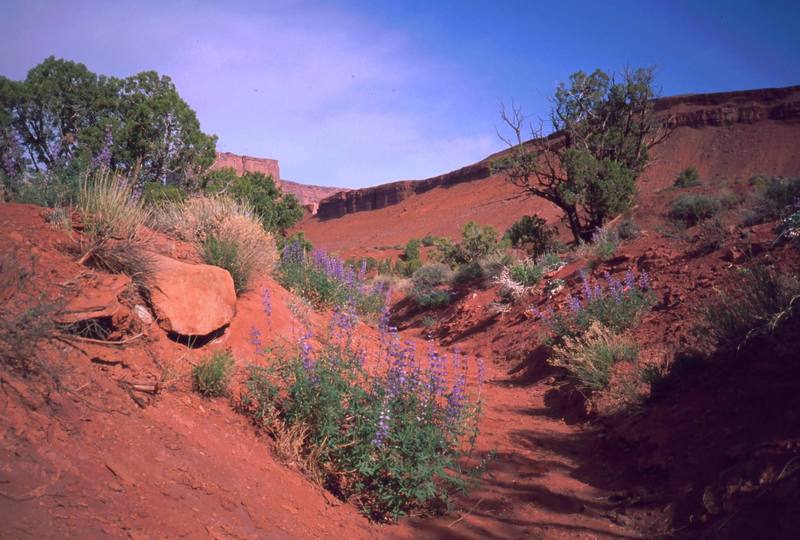 The low areas and dry washes in Castle Valley can be filled with spring flowers on wet years. Photo by Tony Bubb, 1998(?).