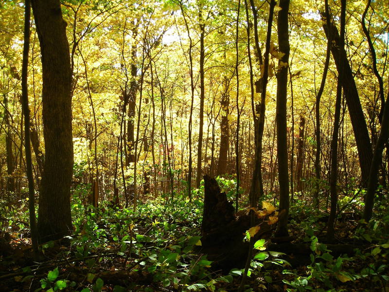 Pretty nice light diffusion while hiking the trail on top of East Bluff 10-21-07. This was back behind the Old Sandstone area approximately.