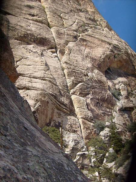 The lower few pitches of Lady Wilson's Cleavage