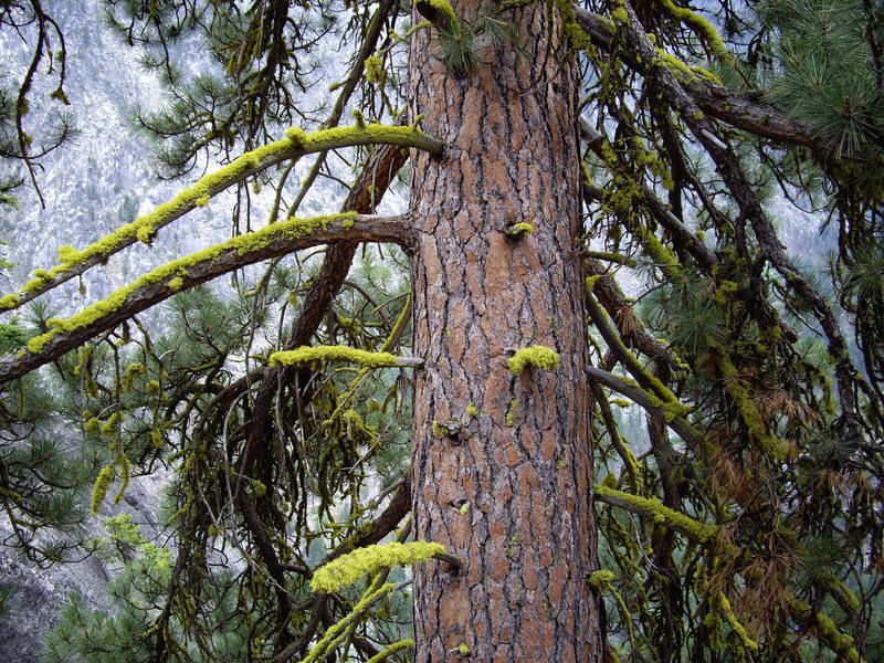 Mossy pine tree on top of Snow Creek Wall.