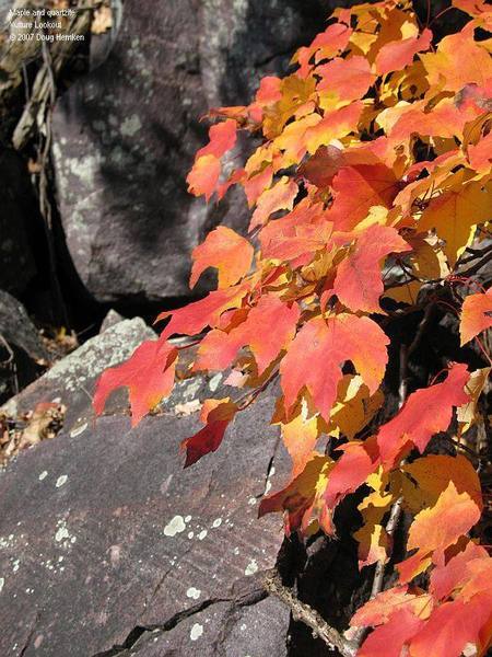 Maple leaves and quartzite