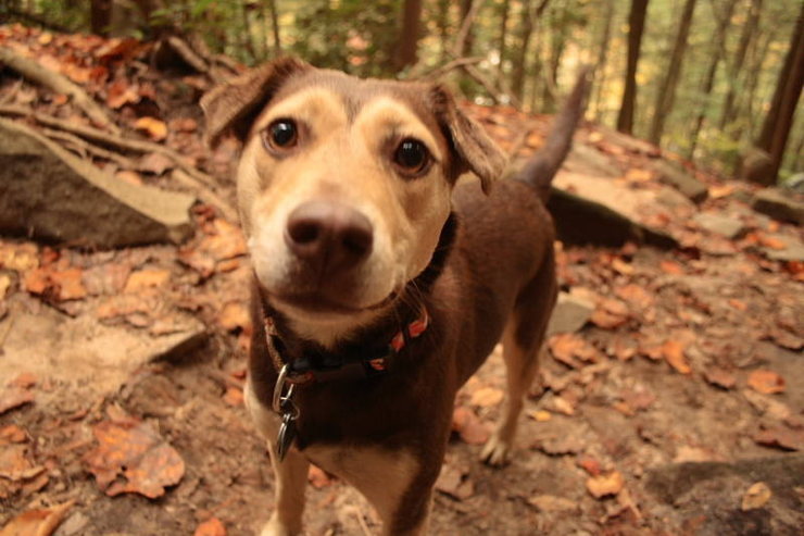 Dogs abide. One of the many rental dogs at Obed. Seemingly without owners, the dogs hang out with the climbers all day then go home at night.