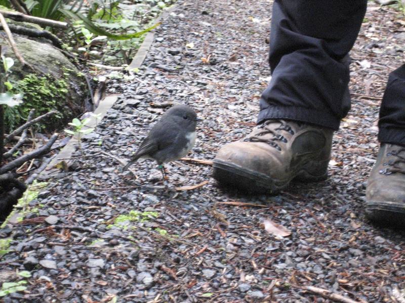 And these tiny Stewart Island Robins followed us everywhere we went (they litterally foraged for food in our footsteps).
