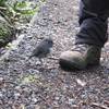 And these tiny Stewart Island Robins followed us everywhere we went (they litterally foraged for food in our footsteps). 