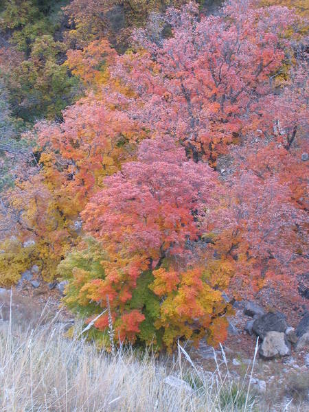 Fall colors in nearby (relatively) Dog Canyon, Guadalupe National Park