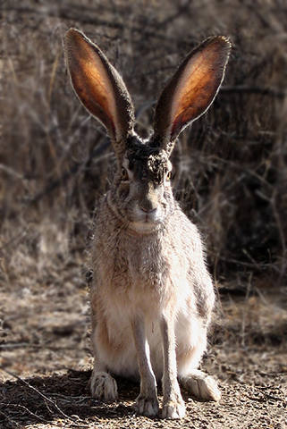 Common Jack rabbit.<br>
Photo by Blitzo.
