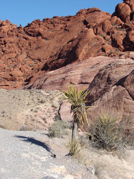 More first Pullout climbs, with native Mojave yucca (Yucca shidigera).