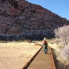 Wetland boardwalk with native Arizona ash trees (Fraxinus velutina). 