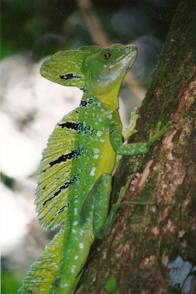 Now this guy could climb. They can also run really fast on top of water, pretty amazing to see. Taken in Costa Rica I think in January 2002. Scan of a print. He was about 2 1/2 feet long.
