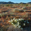 High Desert-Spring.<br>
Photo by Blitzo.