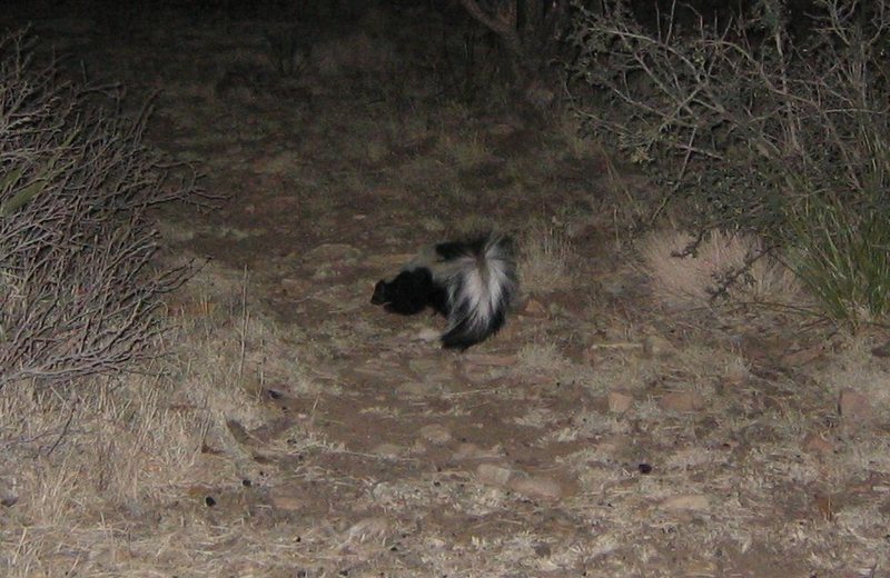 One of the hazards of the campground. This guy was not shy at all, and didn't seem too concerned about us. We discovered him tail-deep in our food bin. Fortunately we didn't get sprayed.