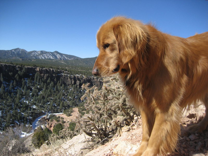 Tucker looking at the Darkside from Cactus Cliff, Shelf Rd March '08