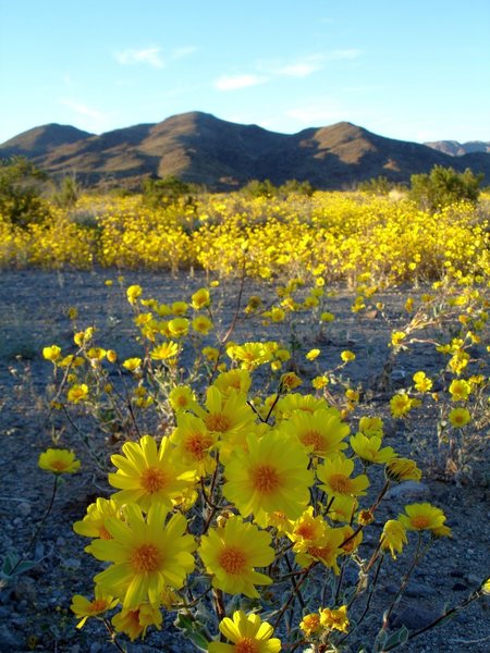 Exploring the Pinto Basin in Joshua Tree.<br>
<br>
3/18/08