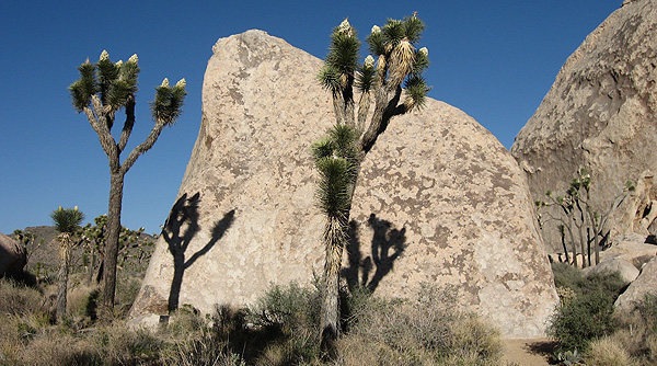 Big Brother Boulder and joshua trees in bloom.<br>
Photo by Blitzo.