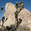 Big Brother Boulder and joshua trees in bloom.<br>
Photo by Blitzo.