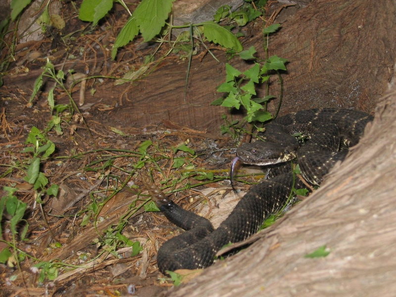 Lived in AZ for 25yrs, seen hundreds of rattlesnakes, however this is the first one I have seen like this. Peppersauce canyon.
