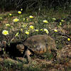 Desert Tortoise.<br>
Photo by Blitzo.