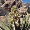 Mojave Yucca and Dino's Egg.<br>
Photo by Blitzo.
