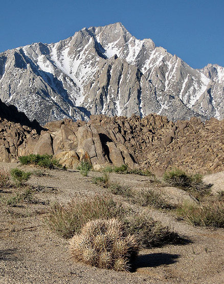 Lone Pine Peak and cactus.<br>
Photo by Blitzo.