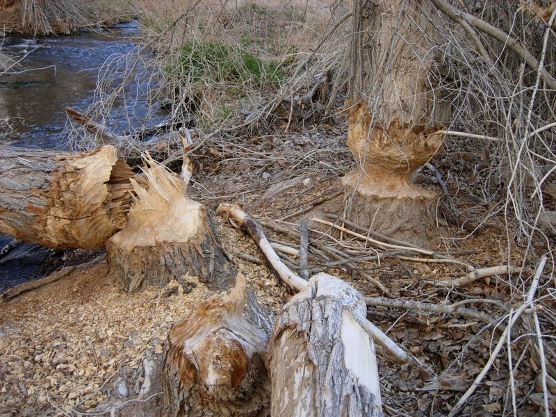 Beavers also have plans to dam the Gorge. Photo by Tony Tennessee.