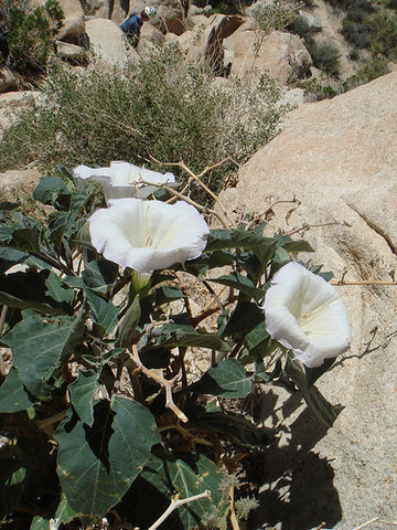 Datura inoxia (Jimson Weed) on descent from The Crow's Nest- warning highly toxic! Do not eat!