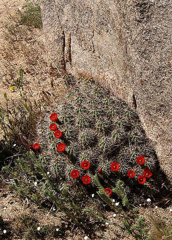 The cactus at the base.<br>
Photo by Blitzo.