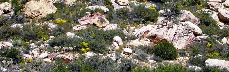 I counted a herd of sixteen bighorn sheep in the Willow Springs picnic area last week. <br>
<br>
(Red Rock, Nevada)