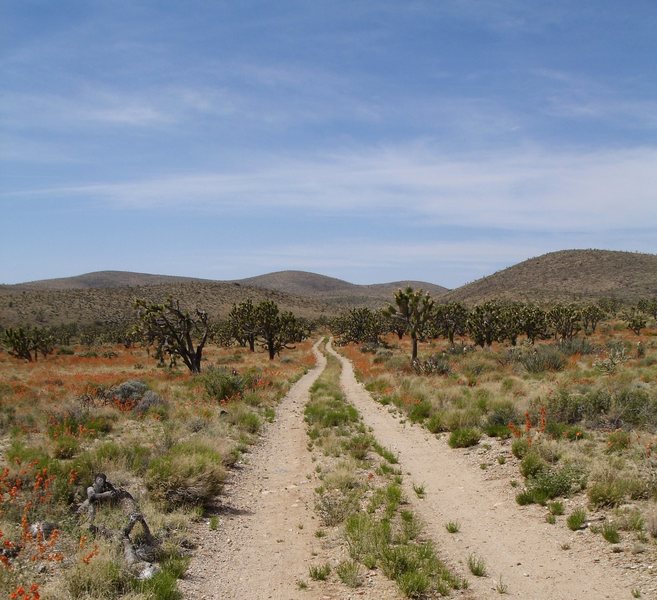 On our way to Castle Peaks in the Mojave Preserve. I love long, desert roads; we had Castle Peaks all to ourselves.<br>
<br>
4/30/08