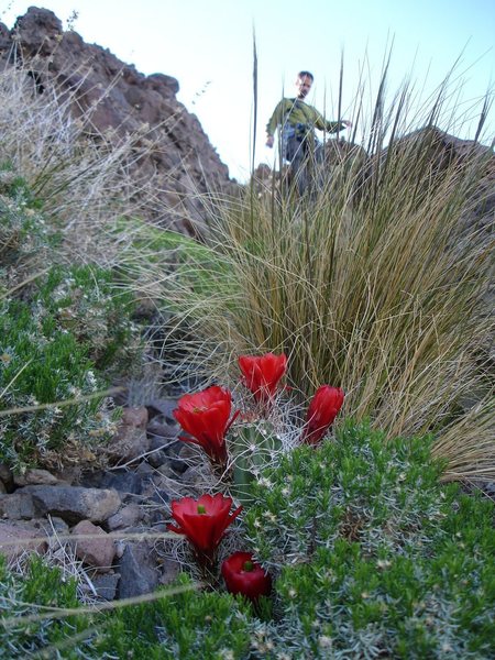 Jonny descending from the Castle Peak summit in the<br>
Mojave desert.<br>
<br>
(Taken 4/30/08)
