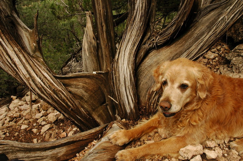 I sure am glad I'm legal here...<br>
I like this tree... <br>
Marley chillin' at the bank.