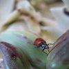 Ladybug stem, JTNP.