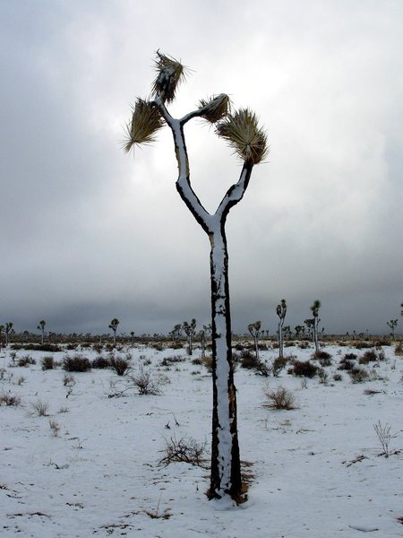 Winter can bring snow and a different look to the desert. Joshua Tree near Jumbo Rocks.